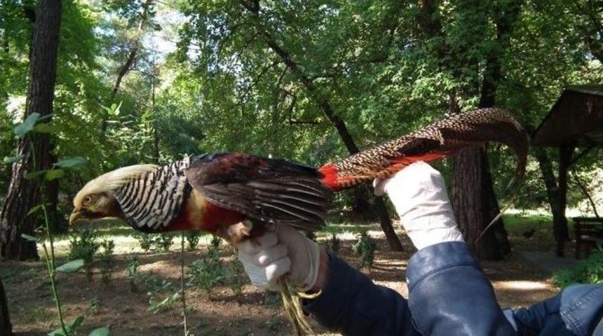 (&ouml;zel Haber) Ka&ccedil;ak S&uuml;l&uuml;n Korumaya Alındı