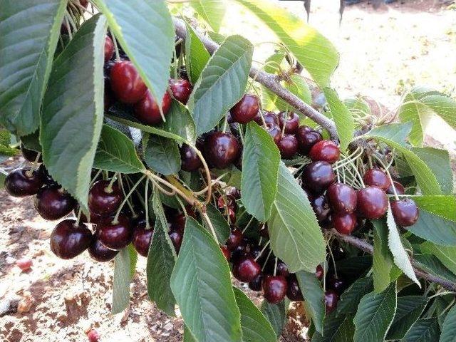 Afyonkarahisar’ın Kirazı İçin İmzalar Atıldı