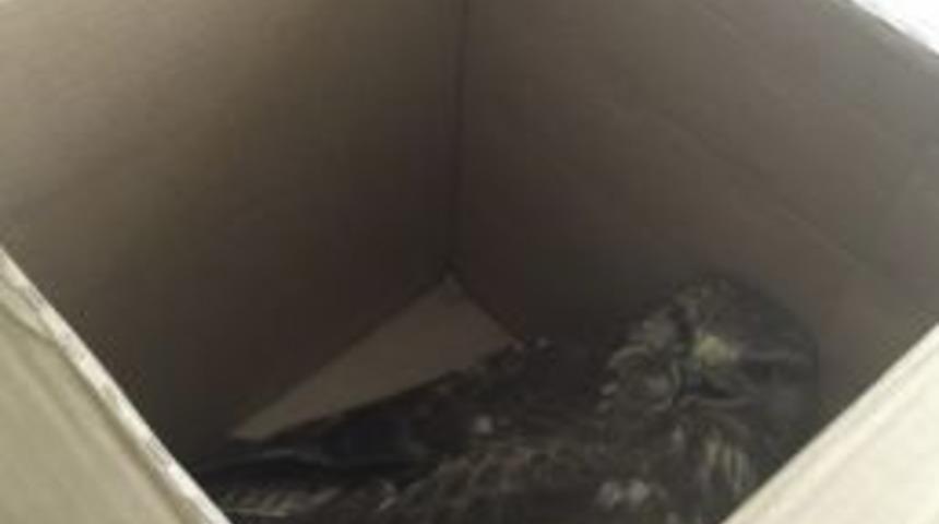 Yaralı Şahin Tedavi Altına Alındı