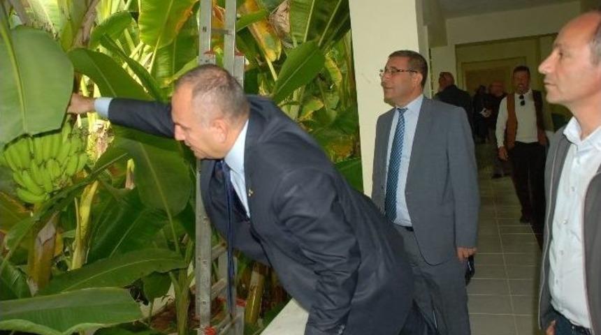 Sağlık&ccedil;ının Azmi; Didim&rsquo;de Muz Yetiştirdi