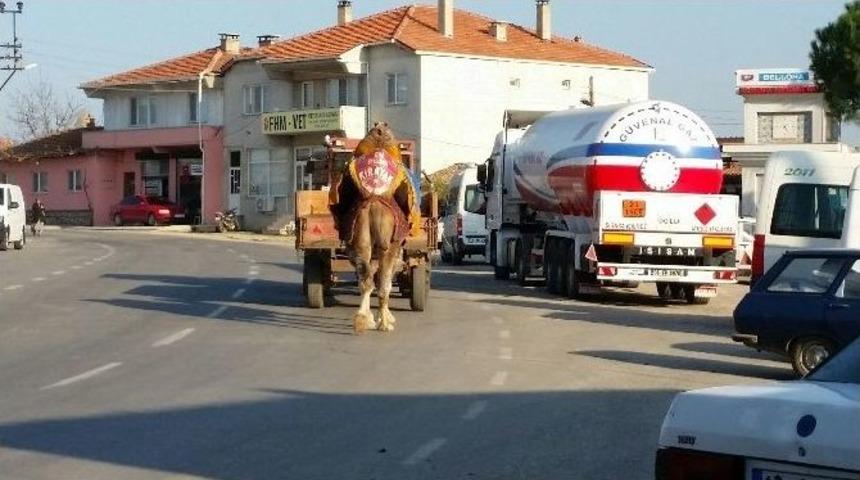 Deve Trakt&ouml;rle G&uuml;reşlere Hazırlanıyor