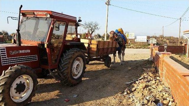 Deve Traktörle Güreşlere Hazırlanıyor