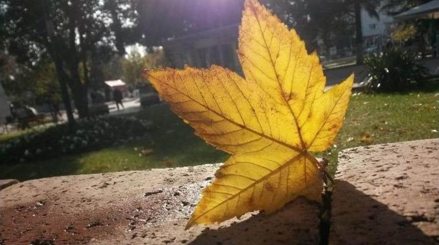 Yaprakların Sonbahar H&uuml;zn&uuml;