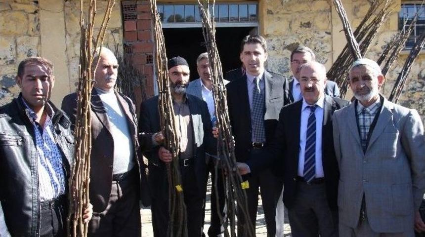 &Ccedil;ift&ccedil;ilere Ceviz Fidanı Dağıtıldı