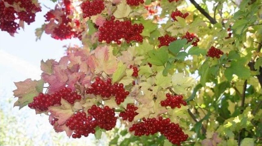 B&ouml;brek Dostu Girebolu Yozgat&rsquo;ta Toplanmaya Başladı