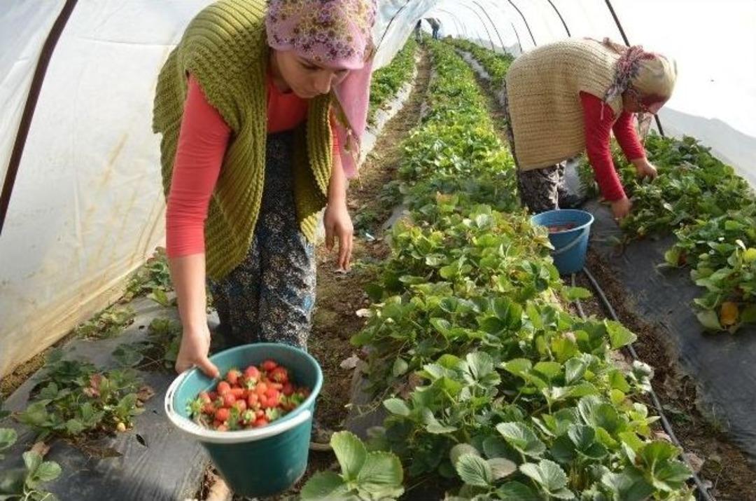 Kendi İmkanları İle &Uuml;retip İhra&ccedil; Ediyor