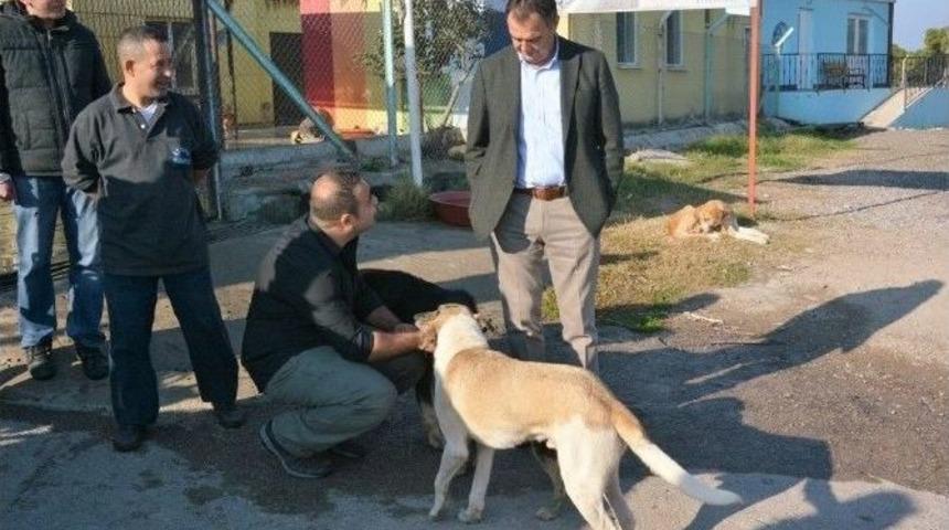 Ayvalık Barınağındaki Sokak Hayvanları Bu Kış &Uuml;ş&uuml;meyecek