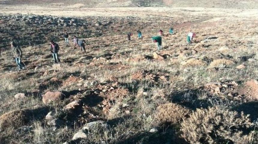 Arguvan Şotik Havzası Ağa&ccedil;landırılıyor