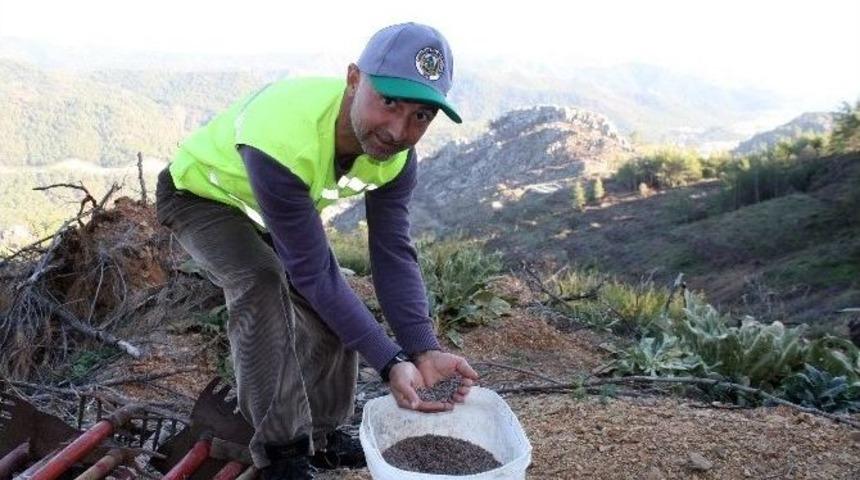 (&ouml;zel) Marmaris&rsquo;te Yanan Orman Alanlarına Ekilen 2 Milyon Tohum Yeşerdi