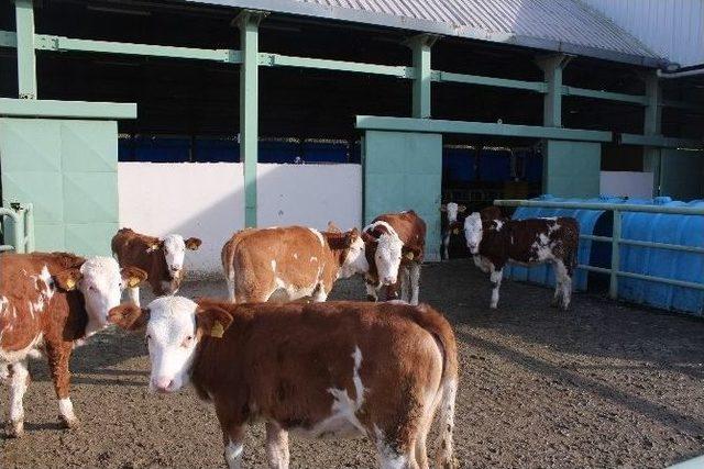 Trabzon Kendi Tereyağını Üretmek İçin Artık Dışarıdan Süt Almayacak