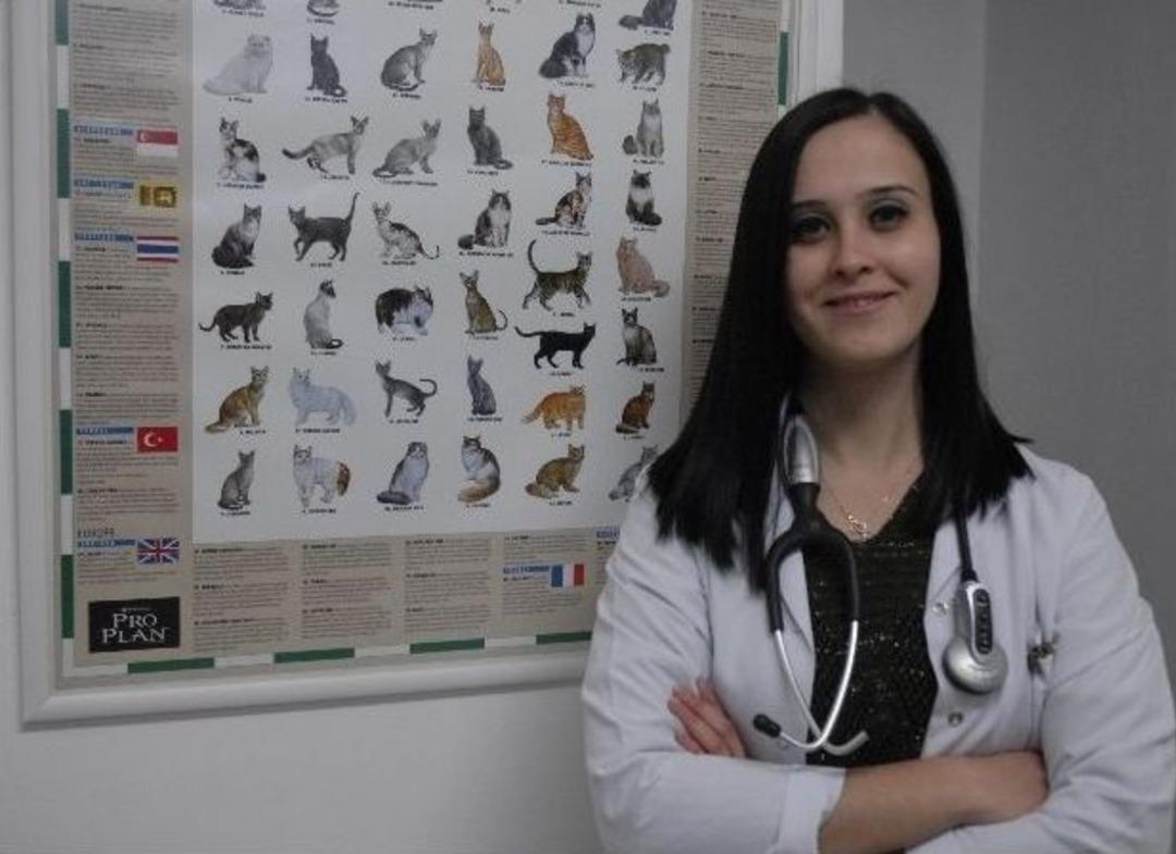 Kış Aylarında Sokak Hayvanları Unutulmamalı