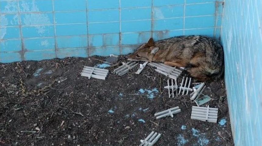 Yavru &Ccedil;akal Hayata D&ouml;nd&uuml;r&uuml;ld&uuml;