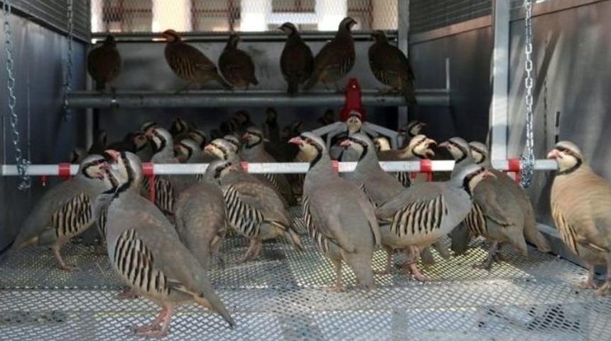 T&uuml;rkiye&rsquo;nin En B&uuml;y&uuml;k Keklik &Uuml;retme Merkezi Konya&rsquo;da Kuruldu