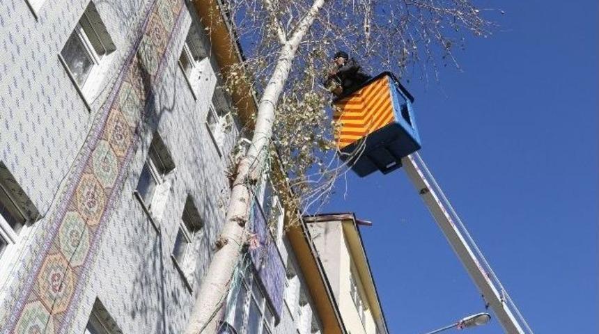 Kars&rsquo;ta Ağa&ccedil;lar Budanıyor