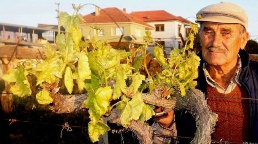 Sarıg&ouml;l&rsquo;de &Uuml;z&uuml;m Bağları Yeniden Filizlendi