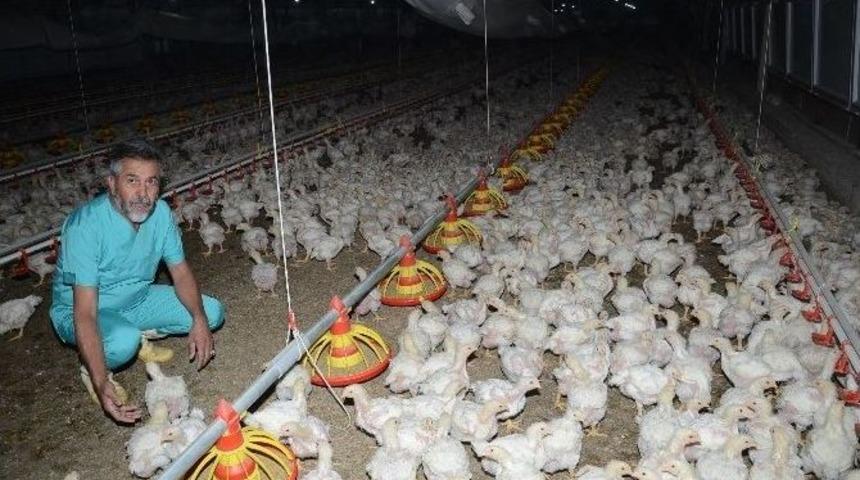 Tavuk&ccedil;uluk, Darende Ekonomisine B&uuml;y&uuml;k Katkı Sağlıyor