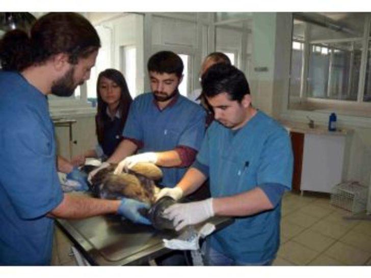 Ölmek Üzereyken Bulunan ’kara Akbaba’ Veteriner Hastanesinde Hayata Döndürüldü
