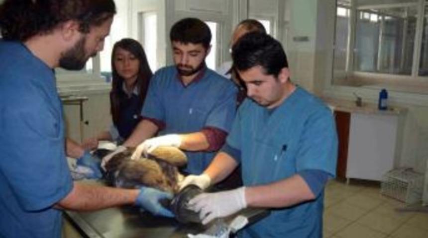 &Ouml;lmek &Uuml;zereyken Bulunan &rsquo;kara Akbaba&rsquo; Veteriner Hastanesinde Hayata D&ouml;nd&uuml;r&uuml;ld&uuml;