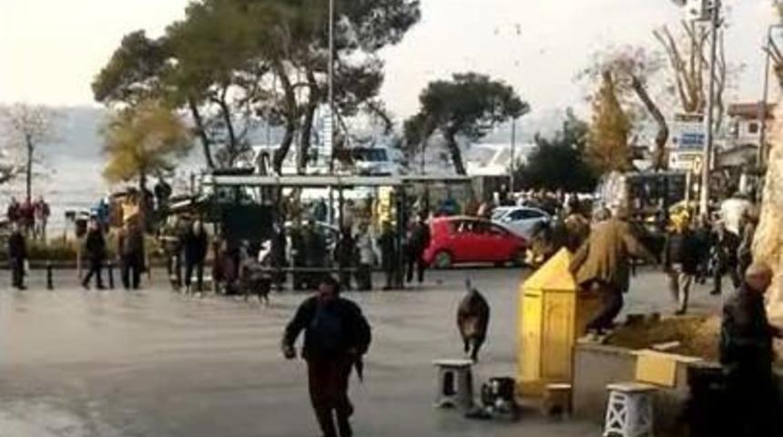 Beykoz&rsquo;da Domuz Paniği