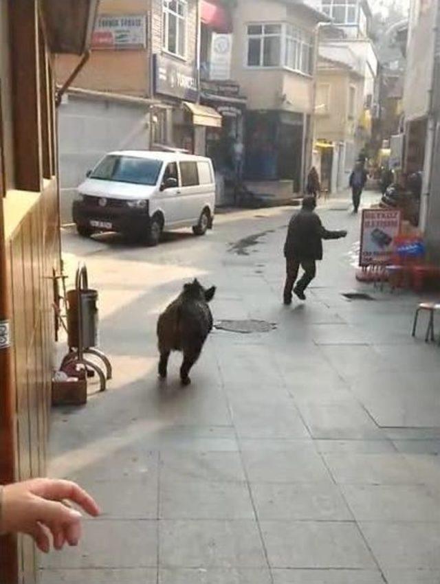 Beykoz’da Domuz Paniği