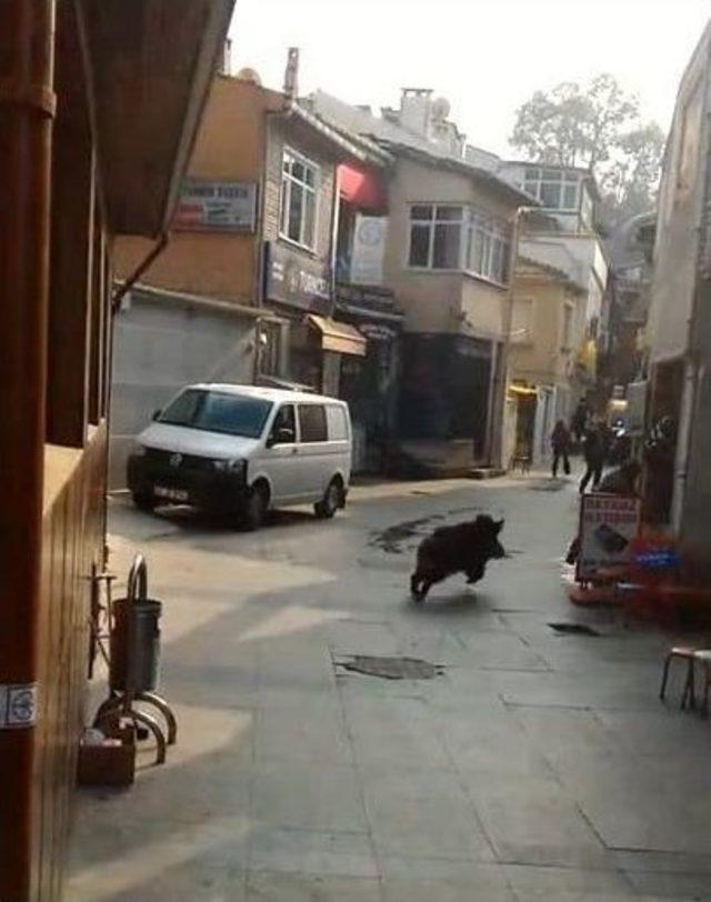 Beykoz’da Domuz Paniği