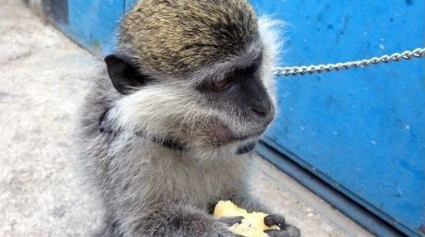 Saldırgan Maymunun Sahibi Beraat Etti