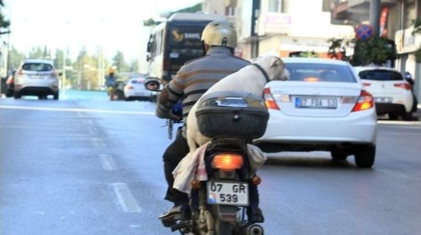 K&ouml;pekle Tehlikeli Yolculuk