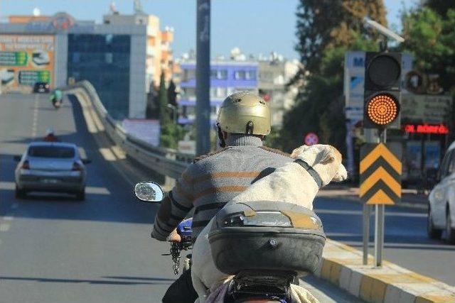 Köpekle Tehlikeli Yolculuk