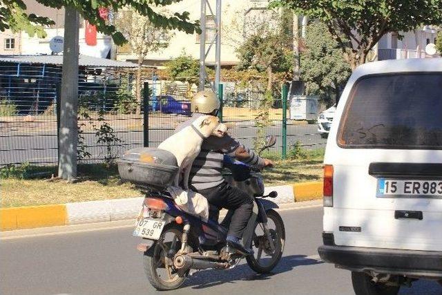 Köpekle Tehlikeli Yolculuk