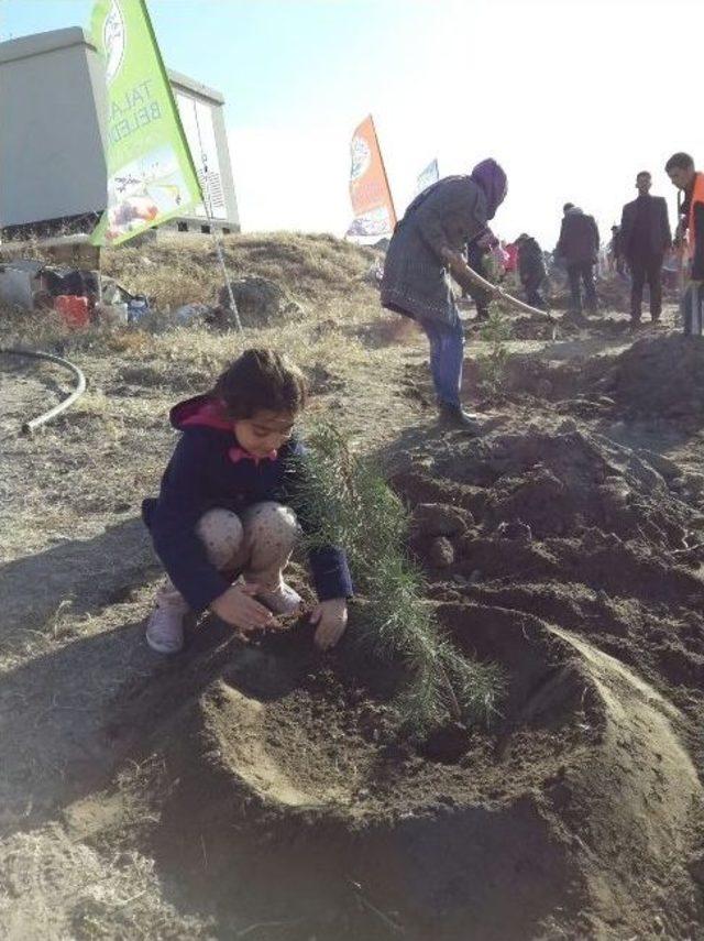 Tema Talas Doğayı Yeşillendirmeye Devam Ediyor