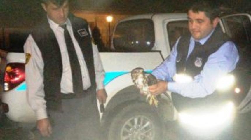 Kanadı Kırık Doğana Zabıta Sahip &Ccedil;ıktı