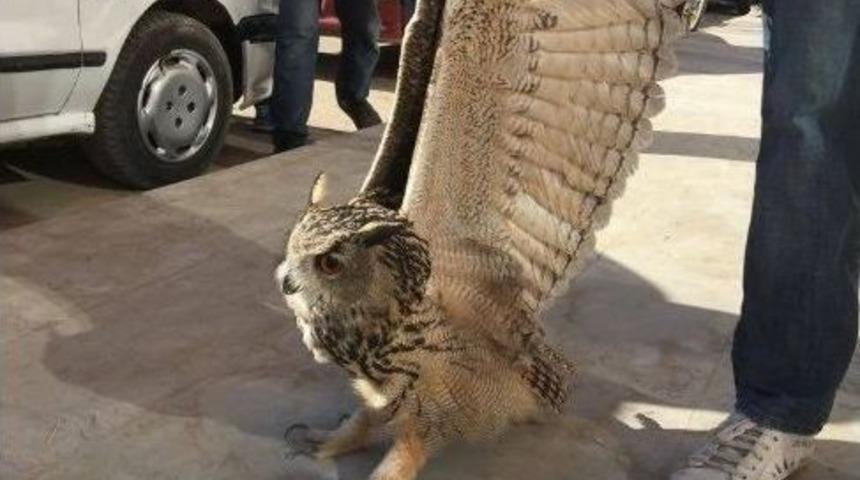 Çocuklar Dev Baykuş Buldu