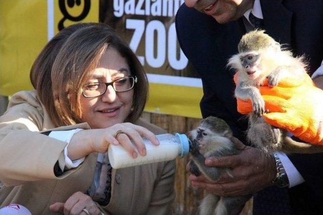 Özel Bakımlı Kaplan Dördüz Doğurdu