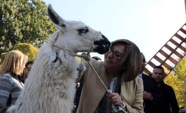 Özel Bakımlı Kaplan Dördüz Doğurdu