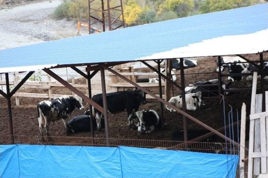 Baraj İnşaatı İnekleri Depresyona Soktu