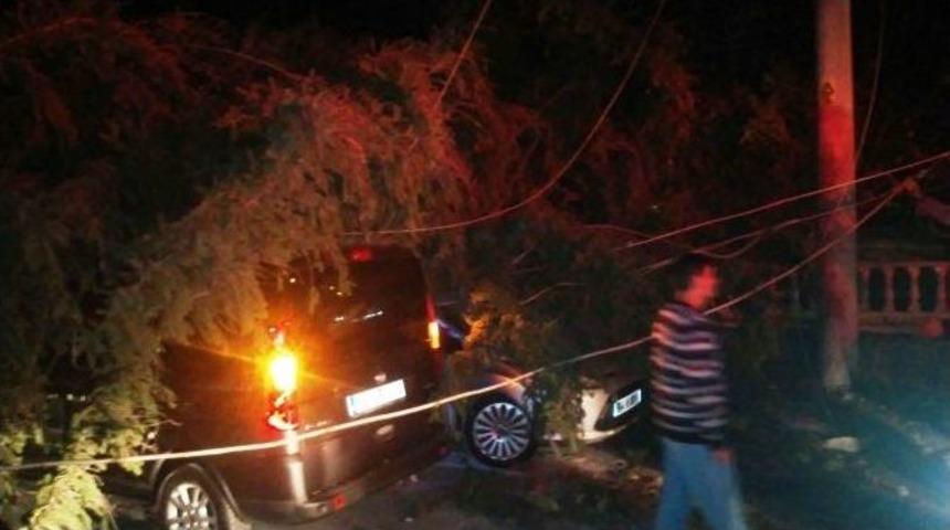 Sakarya&rsquo;da Etkili Olan R&uuml;zgar Tarihi Ağacı Devirdi