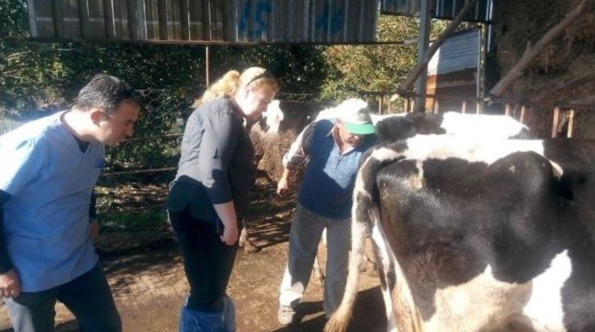 Aydın&rsquo;da Hayvanlardaki &Ccedil;i&ccedil;ek Hastalığı Yerinde İncelendi