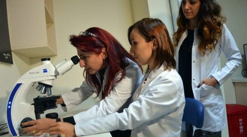 Kanser Araştırmalarında Rota K&ouml;k H&uuml;creye &Ccedil;evrildi