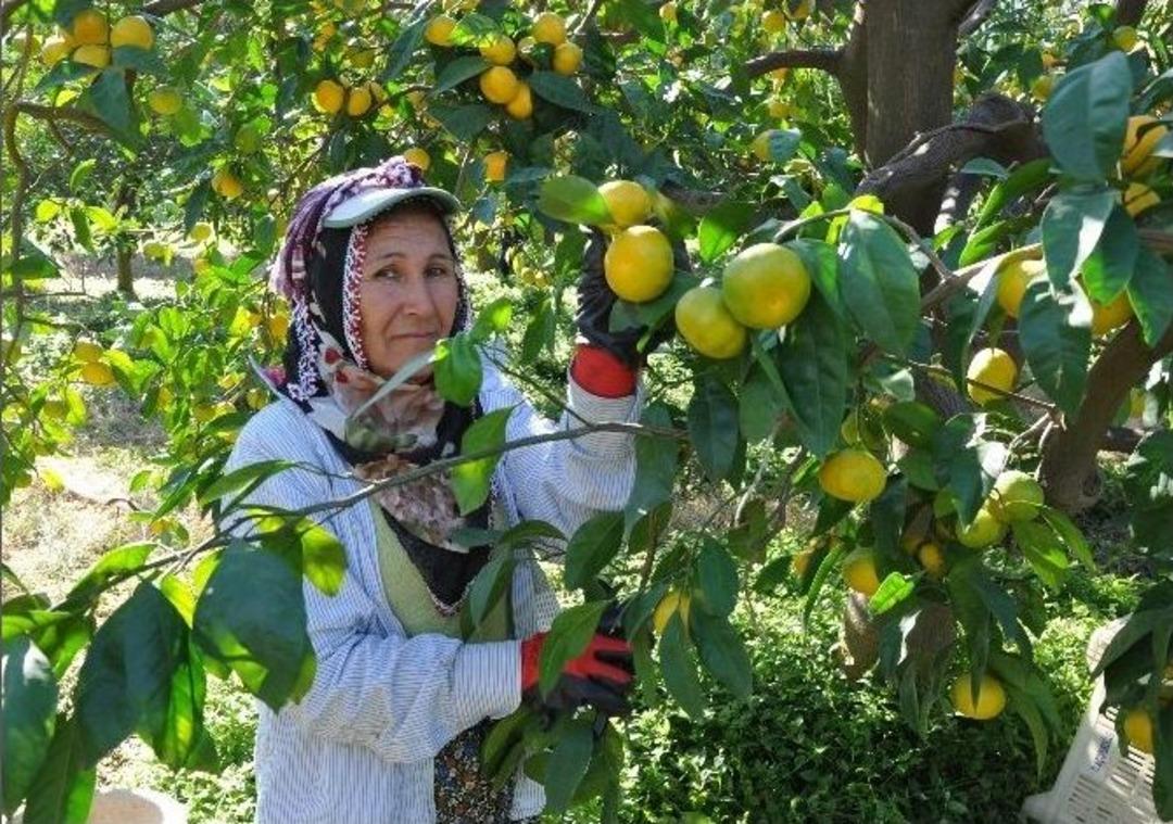 Narenciyede Fiyat Tırmanışı S&uuml;r&uuml;yor