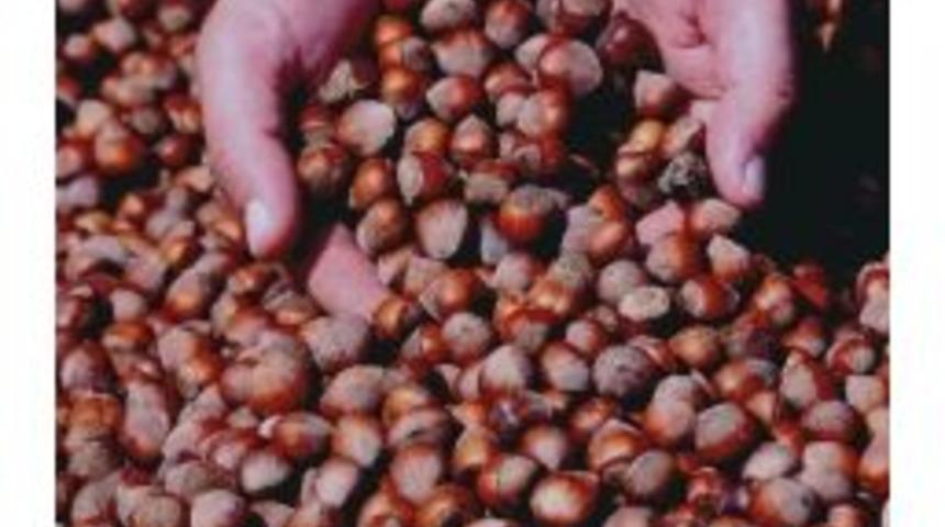 Giresun Ziraat Odası Başkanı Nurittin Karan Fındık Fiyatlarındaki D&uuml;ş&uuml;şe Dikkat &Ccedil;ekti