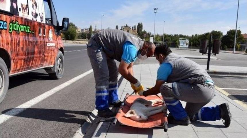 Kocasinan Belediyesi Yaralanan Hayvanların İmdadına Koşuyor
