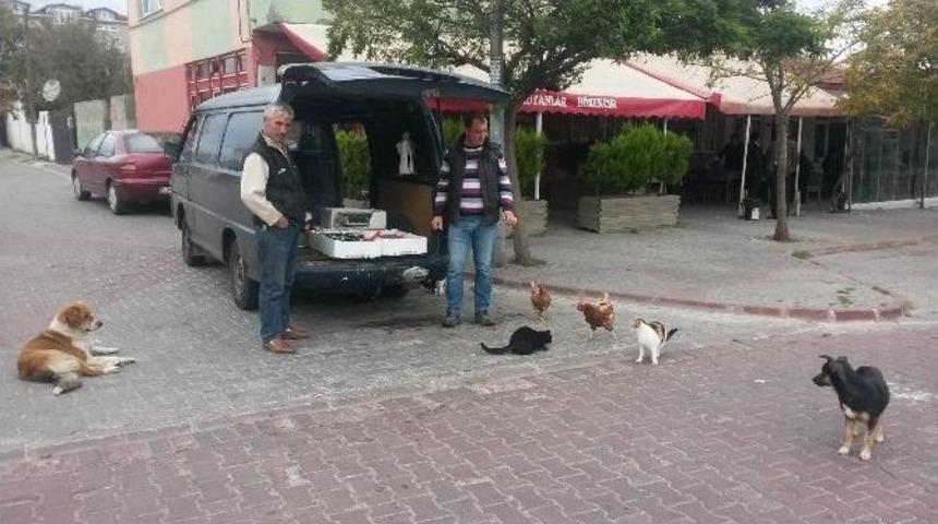Kedi Ve K&ouml;peklerin Balık N&ouml;betine Tavuklar Da Katıldı