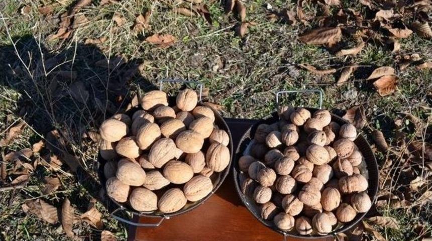 Adilcevaz&rsquo;da &Uuml;retilen Ceviz B&uuml;y&uuml;kl&uuml;ğ&uuml;yle Şaşırttı