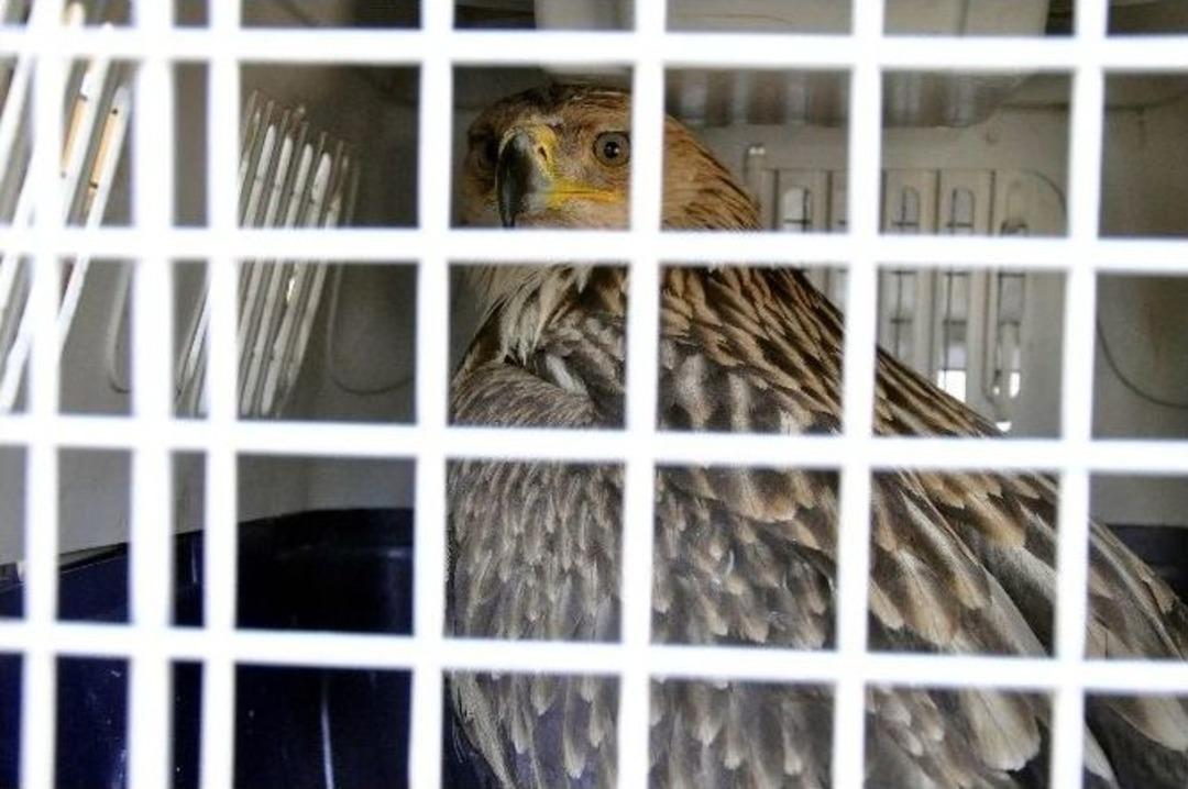 Kaya Kartalları Doğayla Buluştu