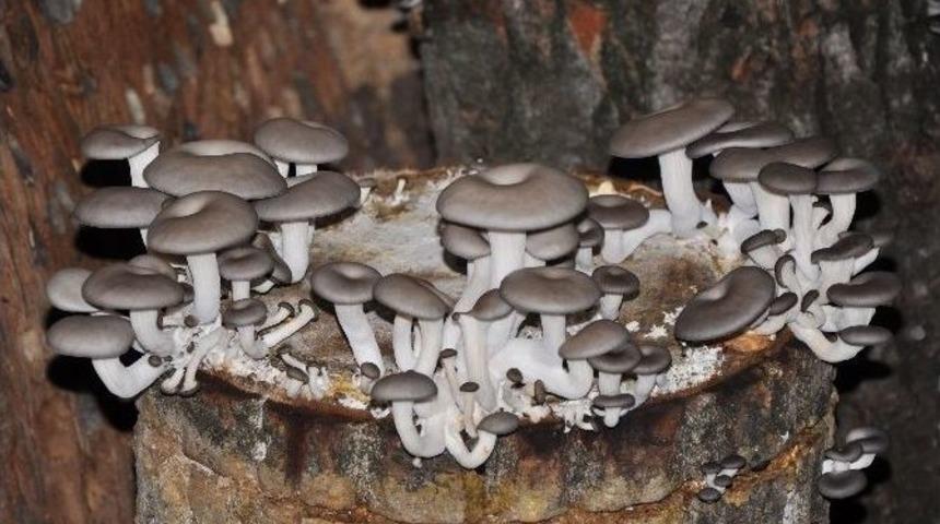 Köylünün Cebine "kayın Mantarı" Dopingi