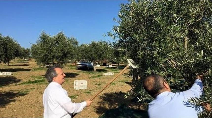 Tekirdağ&rsquo;da Son Yılların En Y&uuml;ksek Zeytin Rekoltesi Hasat Oluyor
