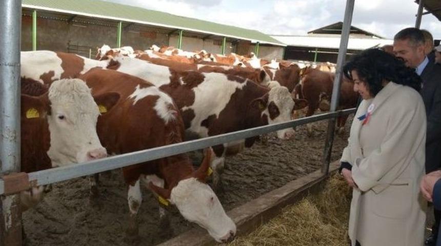 260 Adet Simental Irkı Gebe D&uuml;ve Dağıtıldı