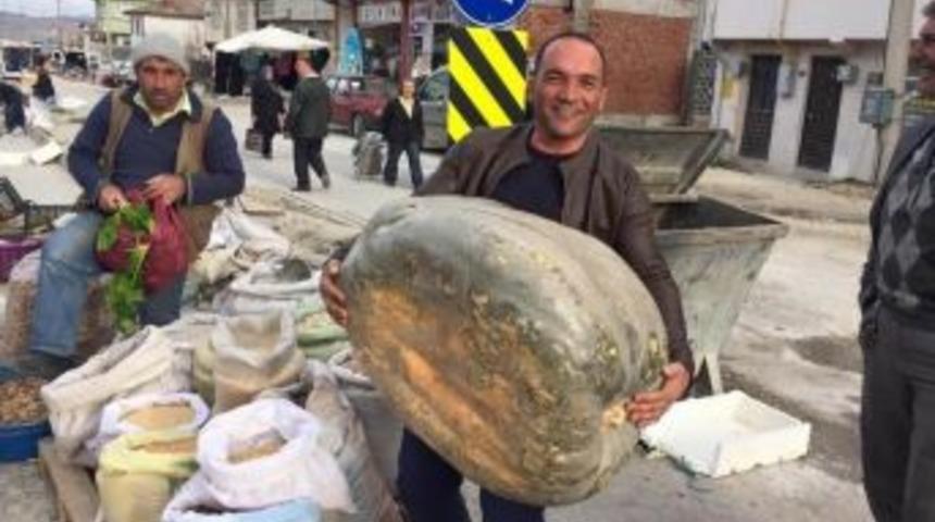 65 Kiloluk Kabak Şaşırttı