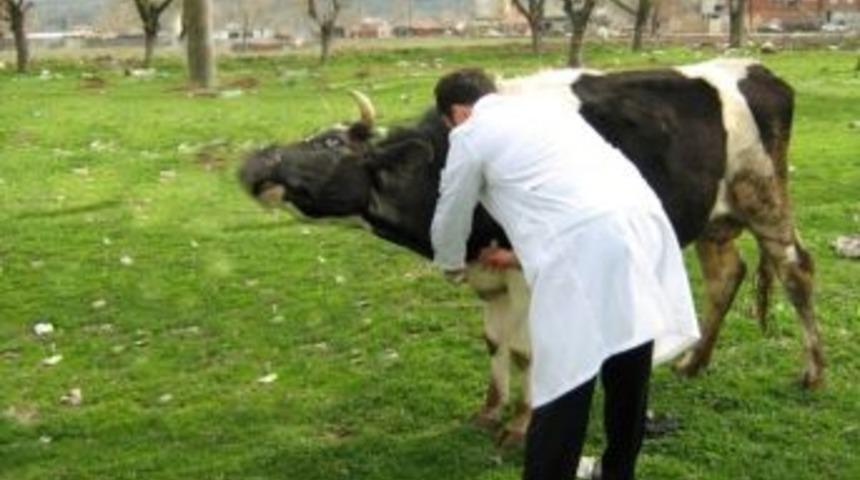 Bartın&rsquo;da 90 Bine Yakın B&uuml;y&uuml;kbaş Hayvan Aşılandı