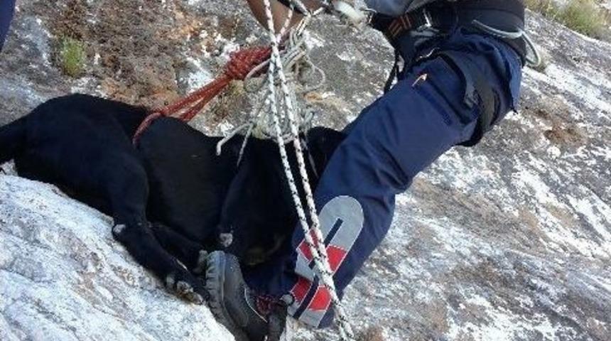 Dağda Mahsur Kalan K&ouml;pek Ve Ke&ccedil;iler İ&ccedil;in Kurtarma Operasyonu